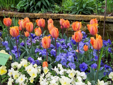 Tulips at Chenies Manor