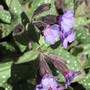 pulmonaria (Pulmonaria angustifolia (Blue Cowslip))