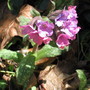 pulmonaria (Pulmonaria angustifolia (Blue Cowslip))