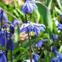 Scilla siberica (Siberian squill)