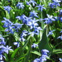 Scilla siberica (Siberian squill)