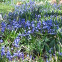 Scilla siberica (Siberian squill)