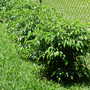 Weeping Fig (Ficus Benjamina)