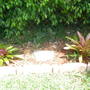 Bromeliad (Nidularium fulgens (Blushing Bromeliad))