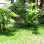 Chinese Fan Palm (Livistona chinensis)