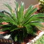 Sago Palm (Sago Palm)