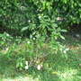 Pinwheel Jasmine (Tabernaemontana)