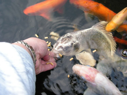 my fish at feeding time............