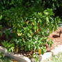 Gardenia (Gardenia jasminoides)