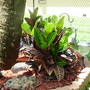 Croton Petra (Croton Petra)