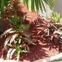 Croton (Croton)