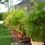 Assorted Palm (Assorted Palm)