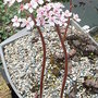 Darmera_peltata