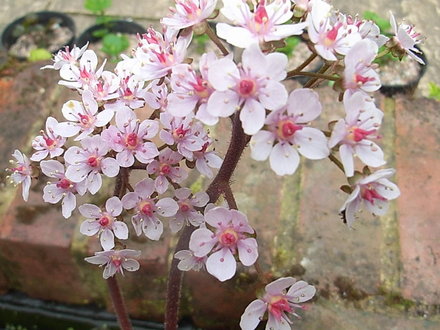 Darmera_peltata_-_close-up.jpg