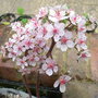 Darmera_peltata_-_close-up