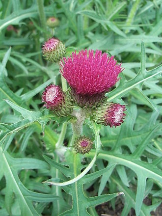 Cirsium rivulare 'Atropurpureum' (Cirsium rivulare 'Atropurpureum')