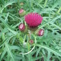 Cirsium rivulare 'Atropurpureum' (Cirsium rivulare 'Atropurpureum')