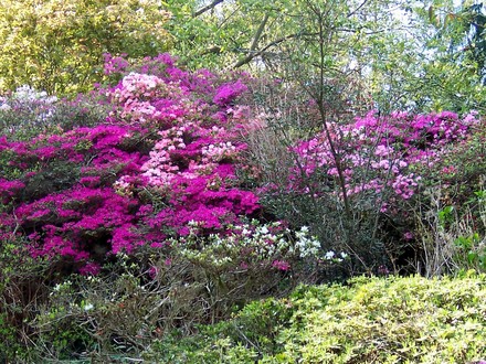 A garden flower photo