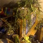 loft plants (Nematanthus gregarius)