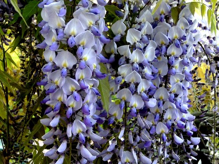 Wisteria (Wisteria floribunda (Japanese Wisteria))
