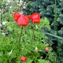 Anemones add a bright splash of colour. (Anemone de Caen)