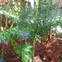 Duranta (Duranta)