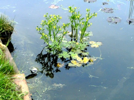 Water buttercup