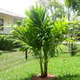 Christmas Palm (Veitchia merrilli)