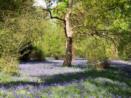 Bluebells at Winkworth Arboretum