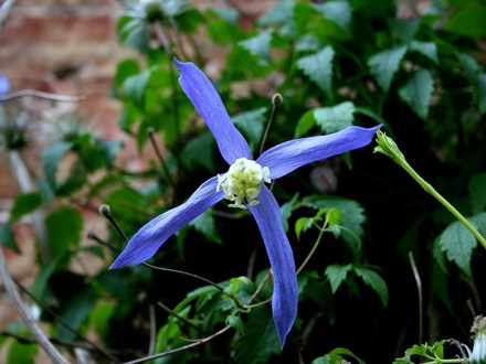 Plant Portraits - In a Friends Garden