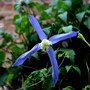 Plant Portraits - In a Friends Garden