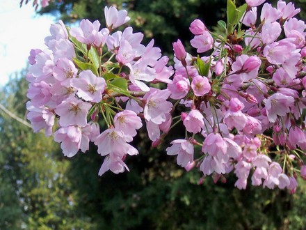 Blossom at Knebworth