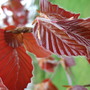 New_copper_beech_leaves