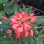 Euphorbia griffithii 'Fireglow' (Euphorbia griffithii (Spurge))