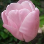 Pink_tulip_2