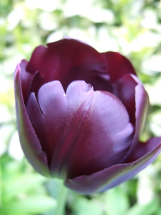 Tulpi 'Queen of the Night'