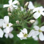 Hesperis matronalis (Hesperis matronalis)