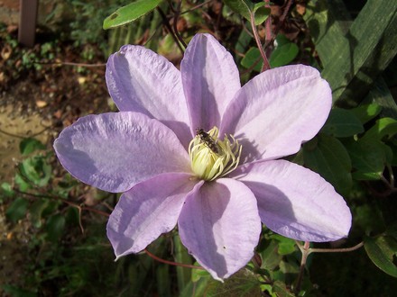 Clematis