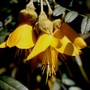 Plant Portraits - In a Friends Garden
