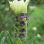Lavandula_stoechas