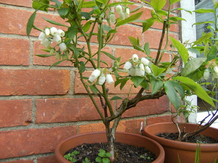 Blue berries (Vaccinium corymbosum (Hi bush Blueberry))