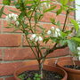 Vaccinium corymbosum