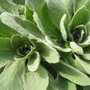 Verbascum thapsis