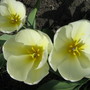 Buttery yellow Appledoorn...