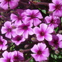 Dsc00795