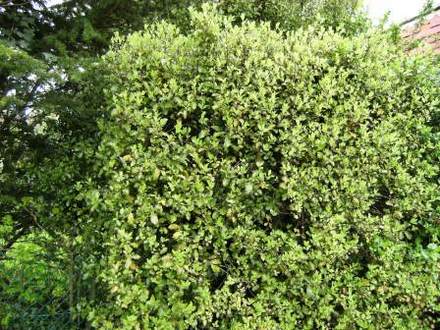 Pittosporum (Pittosporum tenuifolium (Pittosporum))