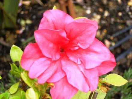 Azalea (Azalea Japonica)
