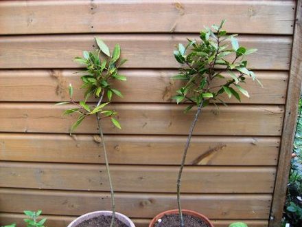 2x Bay Trees (Laurus nobilis (Sweet bay))