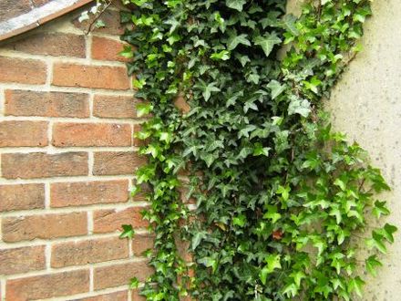 Ivy (Hedera helix (English ivy))
