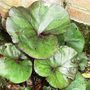Ligularia (Ligularia)
